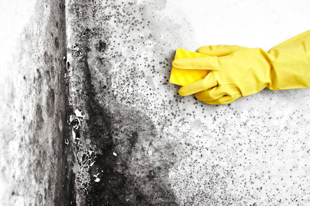 Best Kitchen Mold Remediation in Allendale, SC
