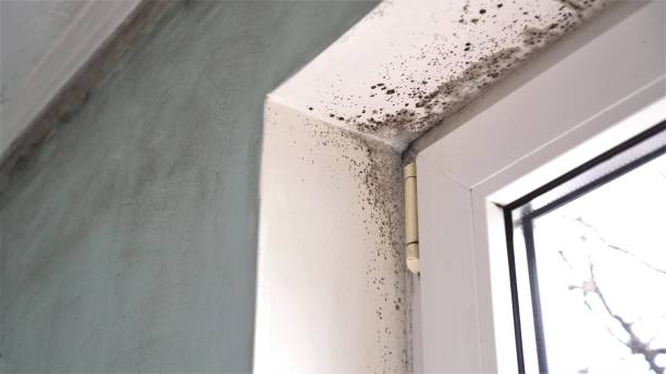 Best Emergency Mold Remediation in Allendale, SC