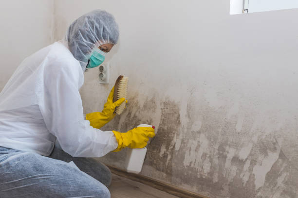 Best Mold Testing and Inspection Services in Allendale, SC