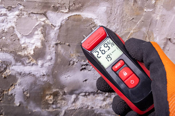 Best Black Mold Remediation in Allendale, SC