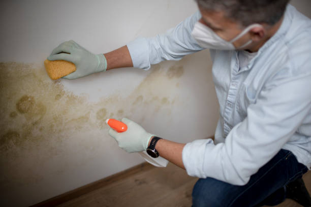 Best Kitchen Mold Remediation in Allendale, SC