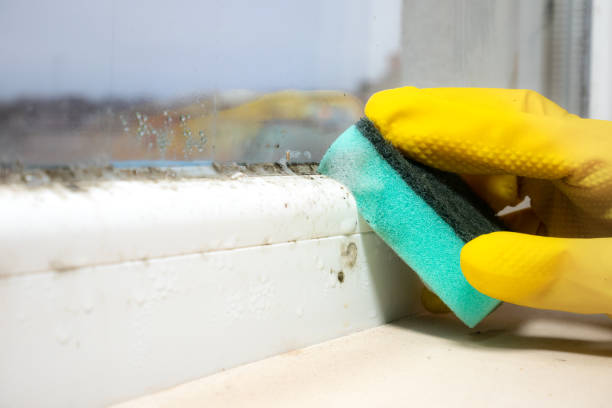 Best Residential Mold Remediation in Allendale, SC