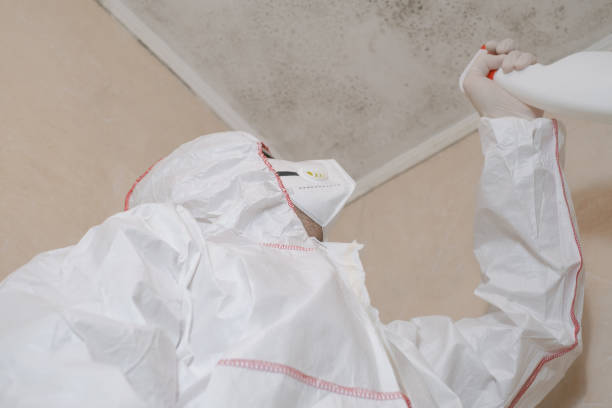 Best Localized Mold Remediation (e.g., coastal areas, humid climates) in Allendale, SC
