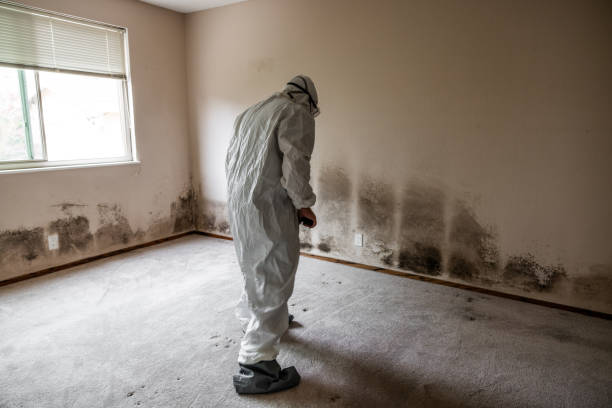 Best Post-Flood Mold Remediation in Allendale, SC