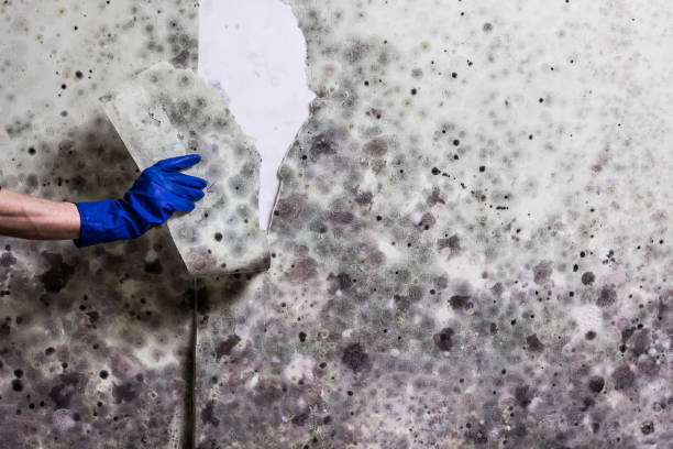 Best HVAC Mold Remediation in Allendale, SC
