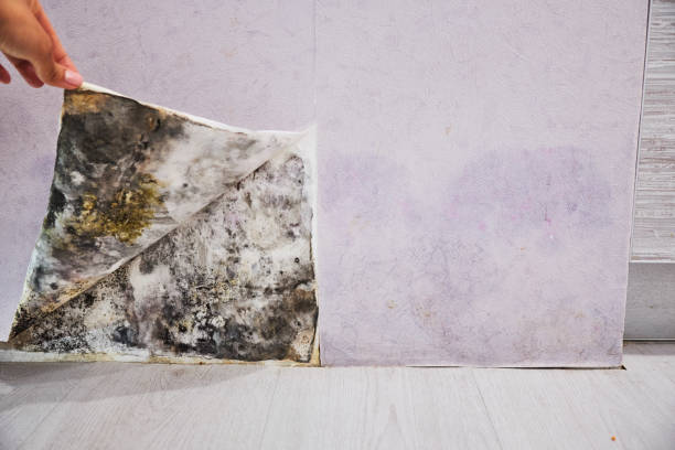 Best Industrial Mold Remediation in Allendale, SC